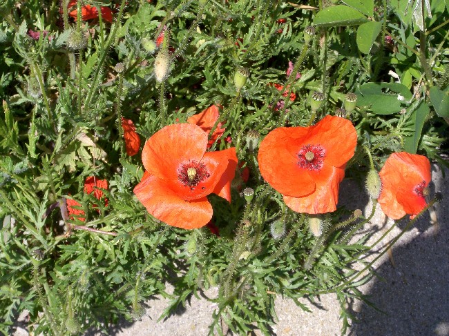 Photo of Poppies in Pettistree