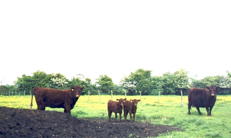 Photo of Pettistree Red Poll cows & claves