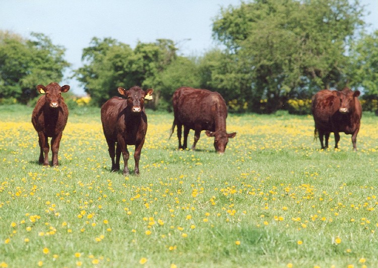 Photo of Pettistree Red Poll Cows