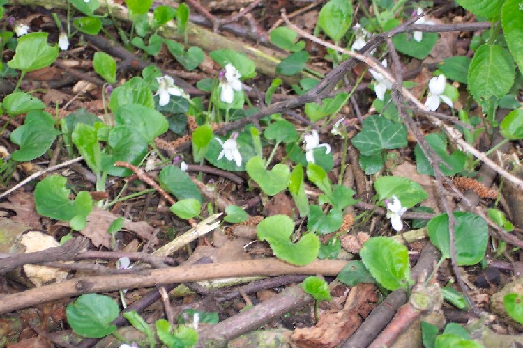 Photo of White Violets