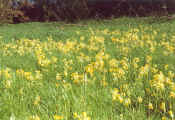 Photo of cowslips in churchyard