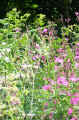 Photo of Red Campion