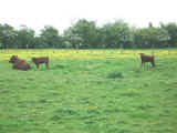 Photo of Pettistree Red Poll Cow & calves