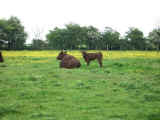 Photo of Pettistree Red Poll cow & calf