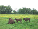 Photo of Pettistree Red Poll cow & calves