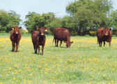 Photo of Pettistree Red Poll cows.