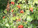 Photo of rose hips